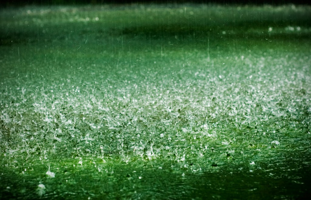 2-Rainy-Grass