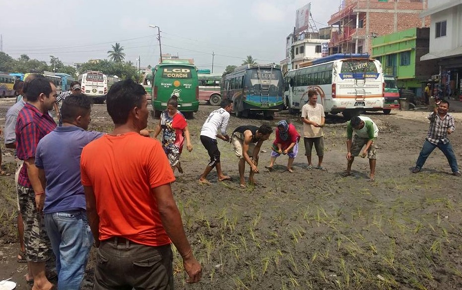जात्रैजात्राको देशमा अर्को अनौठो जात्रा : वसपार्कमा रोपाई