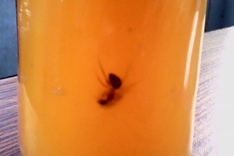 पेप्सी र स्लाइसमा लेदो र किरा, नहेरी पिउँदा २ बेहोस, कम्पनीलाई कारवाही गरिंदै