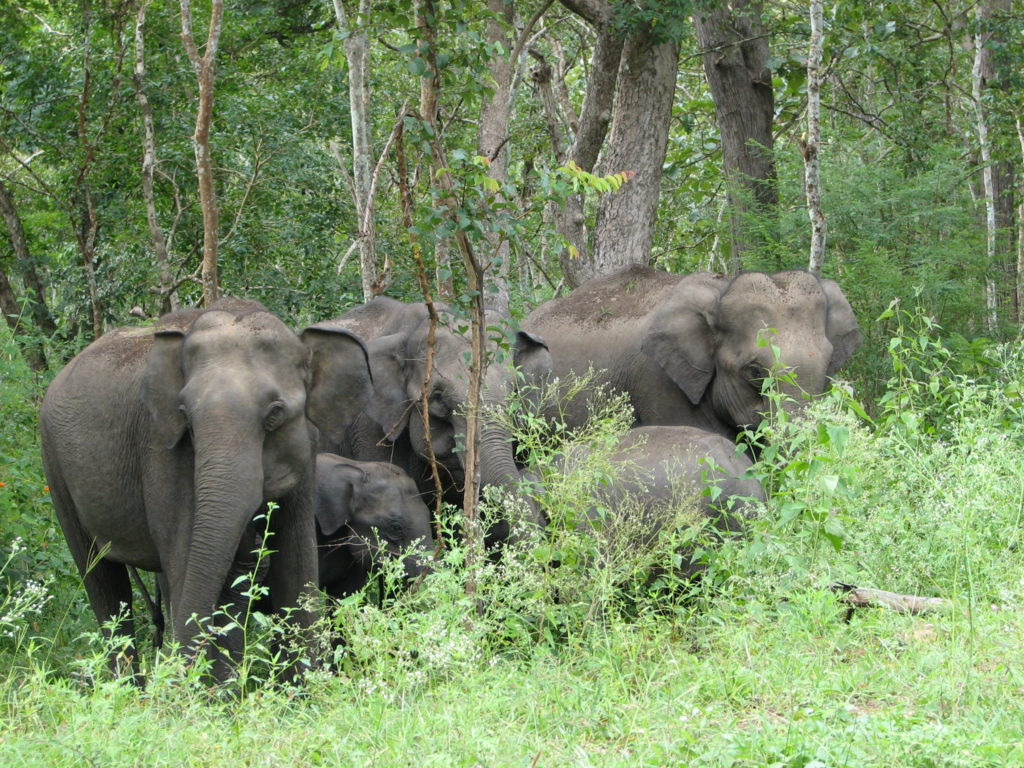 Two woman killed in attack by wild elephants