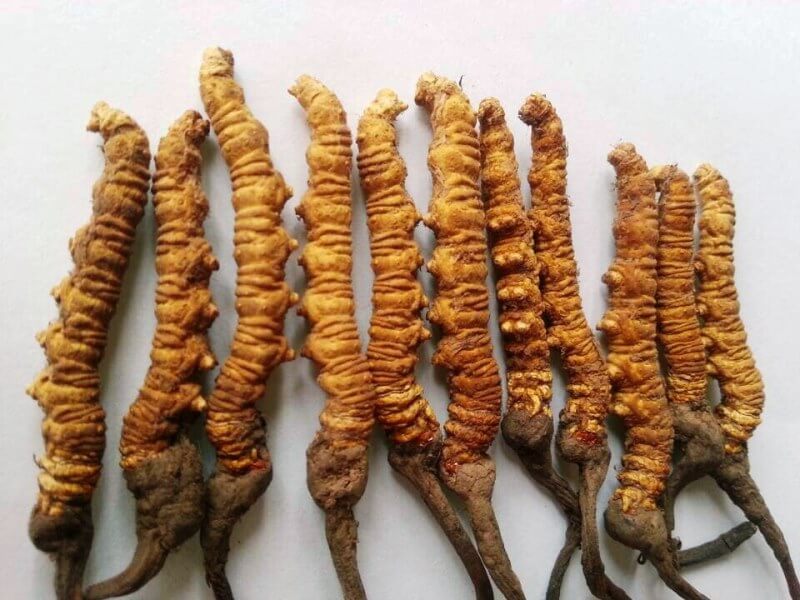 नेपालबाट अवैध यार्सा ओसार्ने चिनियाँ नागरिक पक्राउ