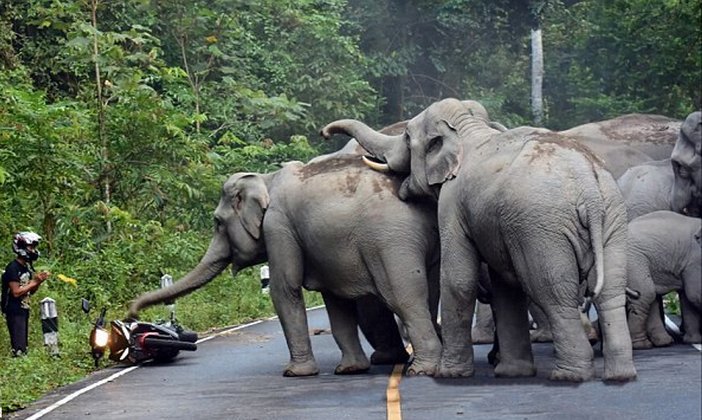 शीर्ष नेताका लडाइँ रहेको झापामा राष्ट्रिय मुद्दा ओझेलमा, हात्ती नियन्त्रण भोट माग्ने मुख्य एजेण्डा